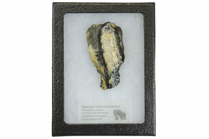 Mammoth Molar Slice With Case - South Carolina #144349